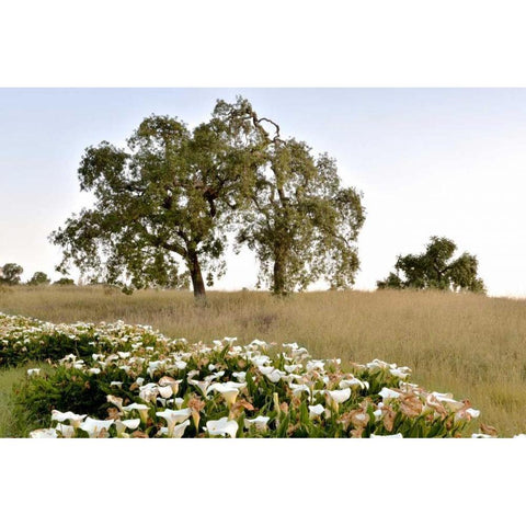 Oak Tree - 94 Black Modern Wood Framed Art Print with Double Matting by Blaustein, Alan