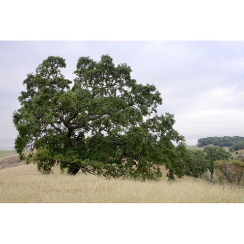 Oak Tree - 107 Gold Ornate Wood Framed Art Print with Double Matting by Blaustein, Alan