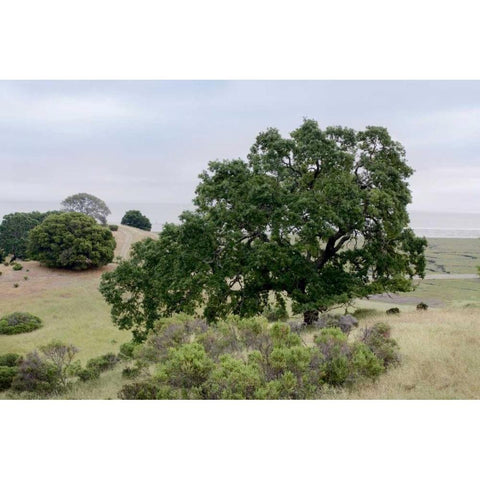 Oak Tree - 108 Gold Ornate Wood Framed Art Print with Double Matting by Blaustein, Alan