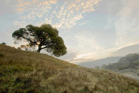 Oak Tree - 11 White Modern Wood Framed Art Print with Double Matting by Blaustein, Alan