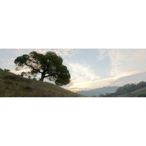 Oak Tree - 13 Gold Ornate Wood Framed Art Print with Double Matting by Blaustein, Alan