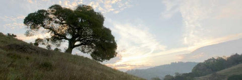 Oak Tree - 13 White Modern Wood Framed Art Print with Double Matting by Blaustein, Alan