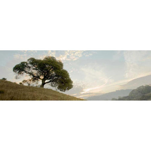 Oak Tree - 10 Pano Black Modern Wood Framed Art Print by Blaustein, Alan