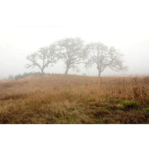 Oak Tree - 16 Black Modern Wood Framed Art Print with Double Matting by Blaustein, Alan