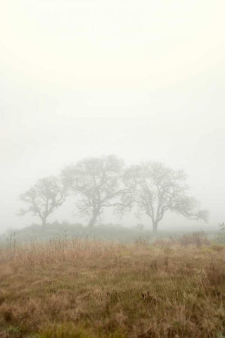 Oak Tree - 17 White Modern Wood Framed Art Print with Double Matting by Blaustein, Alan