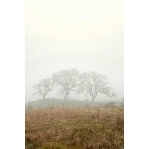 Oak Tree - 17 White Modern Wood Framed Art Print by Blaustein, Alan