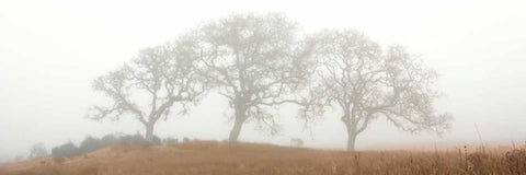 Oak Tree - 15 White Modern Wood Framed Art Print with Double Matting by Blaustein, Alan