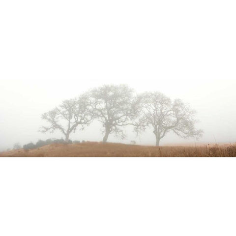 Oak Tree - 15 Black Modern Wood Framed Art Print with Double Matting by Blaustein, Alan