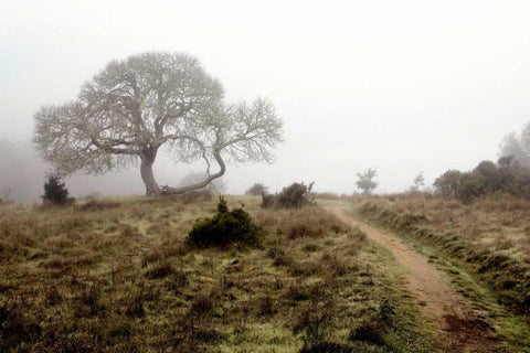Oak Tree - 25 Black Ornate Wood Framed Art Print with Double Matting by Blaustein, Alan