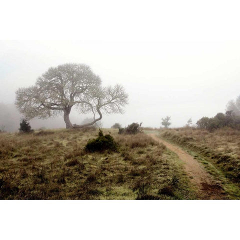 Oak Tree - 25 Black Modern Wood Framed Art Print by Blaustein, Alan