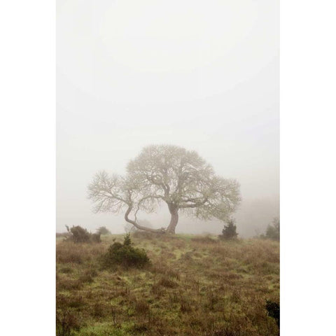 Oak Tree - 26 White Modern Wood Framed Art Print by Blaustein, Alan