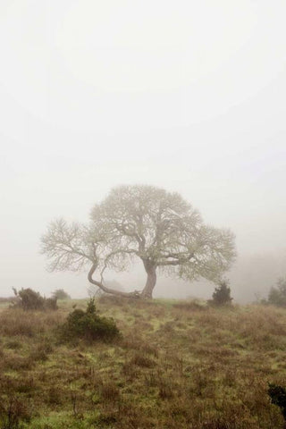 Oak Tree - 26 White Modern Wood Framed Art Print with Double Matting by Blaustein, Alan