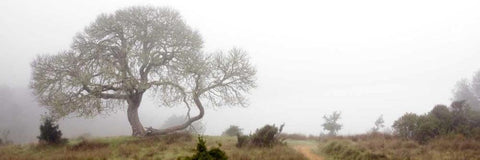 Oak Tree - 24 Black Ornate Wood Framed Art Print with Double Matting by Blaustein, Alan