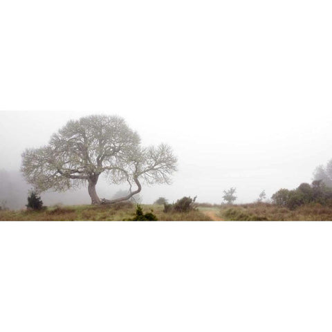 Oak Tree - 24 White Modern Wood Framed Art Print by Blaustein, Alan