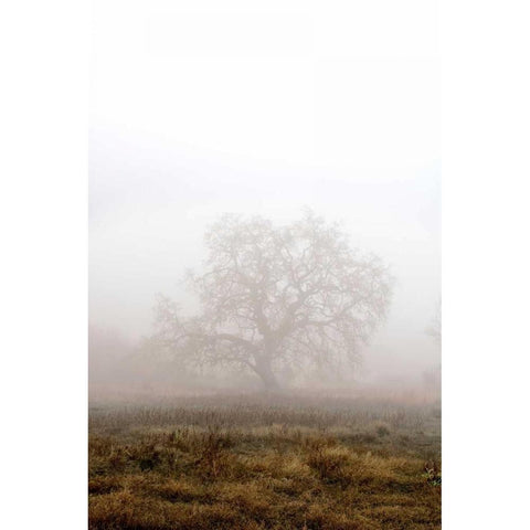 Oak Tree - 29 White Modern Wood Framed Art Print by Blaustein, Alan