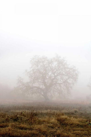 Oak Tree - 29 Black Ornate Wood Framed Art Print with Double Matting by Blaustein, Alan