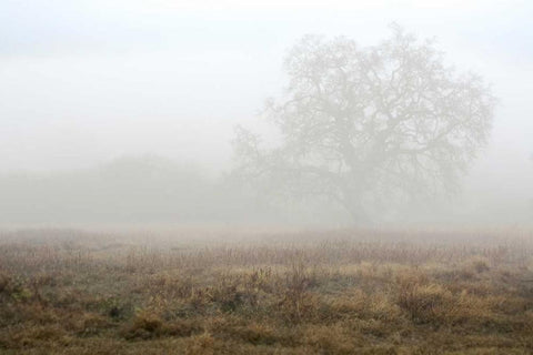 Oak Tree - 28 Black Ornate Wood Framed Art Print with Double Matting by Blaustein, Alan