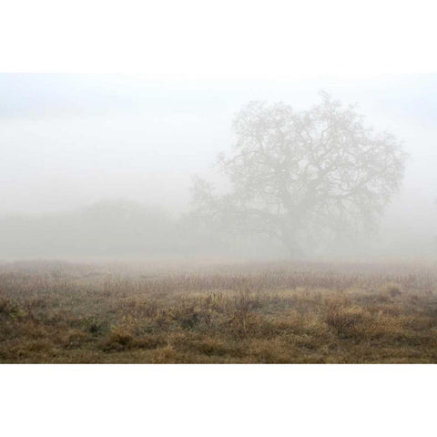 Oak Tree - 28 Black Modern Wood Framed Art Print by Blaustein, Alan