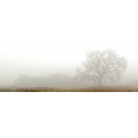 Oak Tree - 27 Black Modern Wood Framed Art Print with Double Matting by Blaustein, Alan