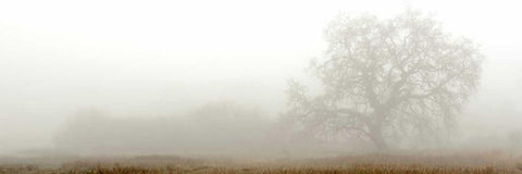 Oak Tree - 27 Black Ornate Wood Framed Art Print with Double Matting by Blaustein, Alan