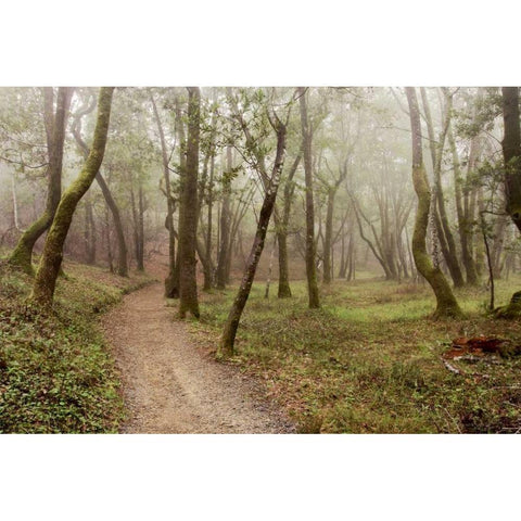 Oak Tree - 21 Black Modern Wood Framed Art Print with Double Matting by Blaustein, Alan