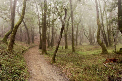 Oak Tree - 21 White Modern Wood Framed Art Print with Double Matting by Blaustein, Alan