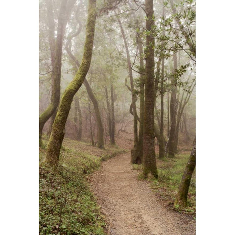 Oak Tree - 22 Black Modern Wood Framed Art Print with Double Matting by Blaustein, Alan