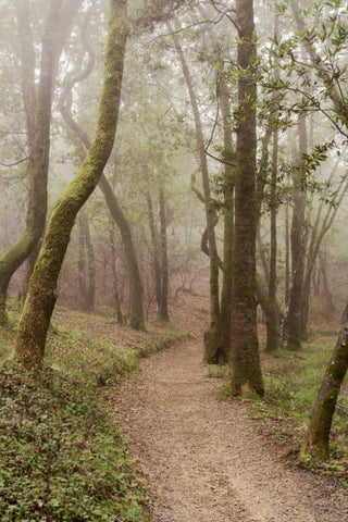 Oak Tree - 22 Black Ornate Wood Framed Art Print with Double Matting by Blaustein, Alan