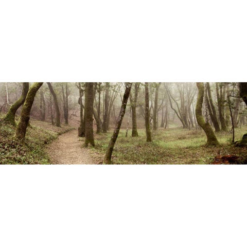 Oak Tree - 20 White Modern Wood Framed Art Print by Blaustein, Alan