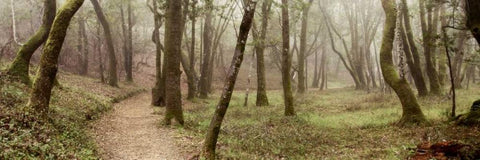 Oak Tree - 20 White Modern Wood Framed Art Print with Double Matting by Blaustein, Alan