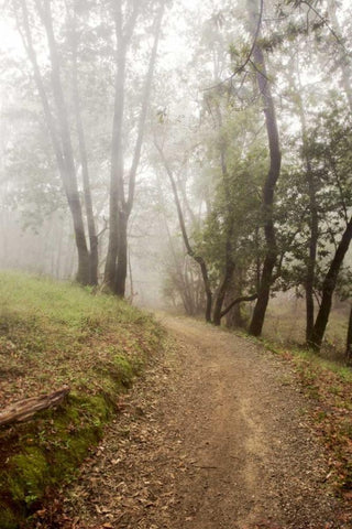 Oak Tree - 19 Black Ornate Wood Framed Art Print with Double Matting by Blaustein, Alan