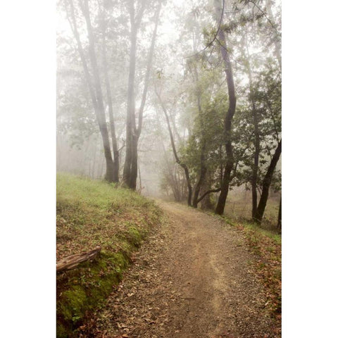 Oak Tree - 19 White Modern Wood Framed Art Print by Blaustein, Alan