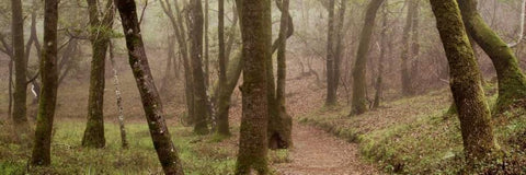 Oak Tree - 23 Black Ornate Wood Framed Art Print with Double Matting by Blaustein, Alan