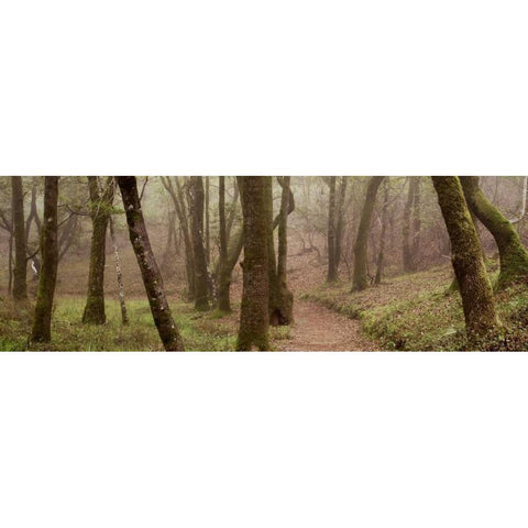 Oak Tree - 23 Black Modern Wood Framed Art Print with Double Matting by Blaustein, Alan