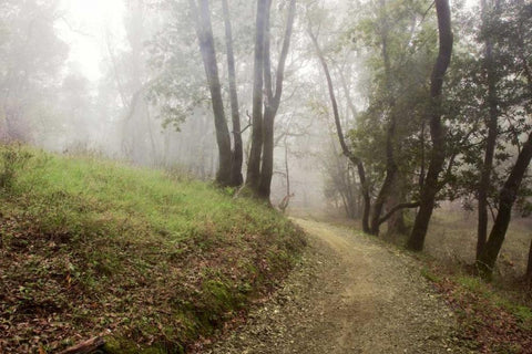 Oak Tree - 18 Black Ornate Wood Framed Art Print with Double Matting by Blaustein, Alan