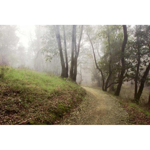 Oak Tree - 18 Black Modern Wood Framed Art Print with Double Matting by Blaustein, Alan