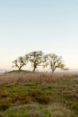 Oak Tree - 34 White Modern Wood Framed Art Print with Double Matting by Blaustein, Alan