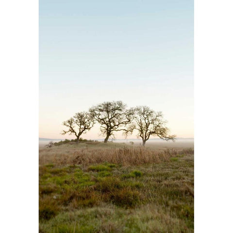 Oak Tree - 34 Black Modern Wood Framed Art Print by Blaustein, Alan