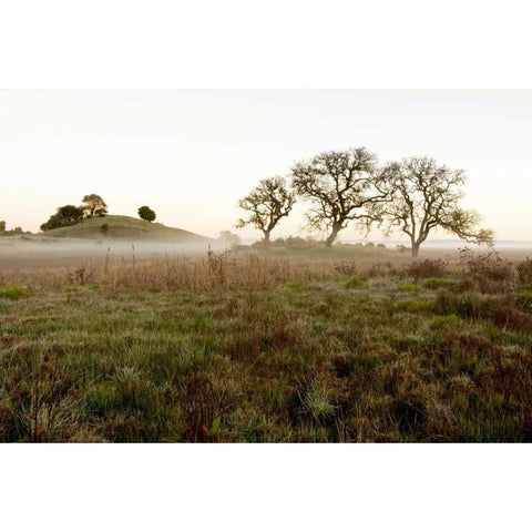 Oak Tree - 33 White Modern Wood Framed Art Print by Blaustein, Alan