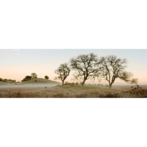 Oak Tree - 32 Black Modern Wood Framed Art Print with Double Matting by Blaustein, Alan