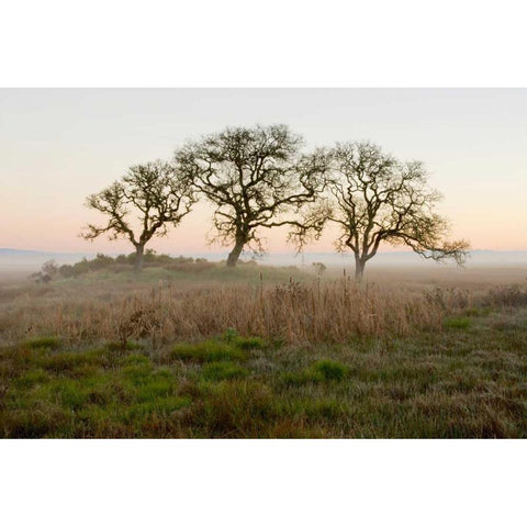 Oak Tree - 31 Black Modern Wood Framed Art Print by Blaustein, Alan