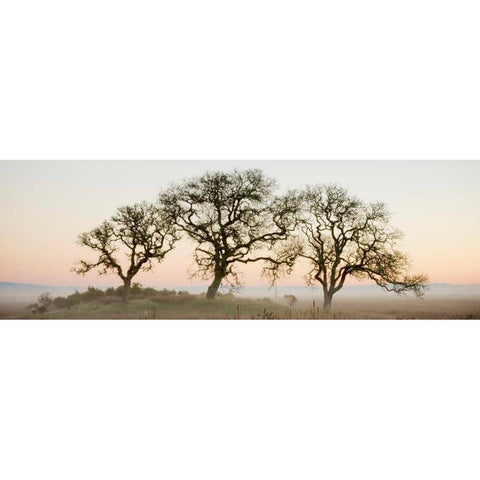 Oak Tree - 30 White Modern Wood Framed Art Print by Blaustein, Alan