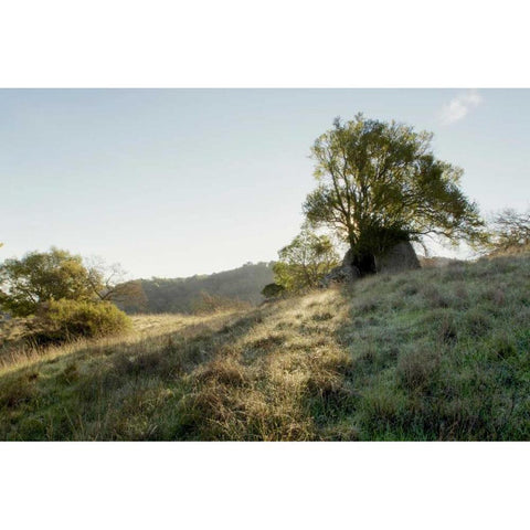 Oak Tree - 36 White Modern Wood Framed Art Print by Blaustein, Alan