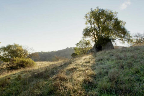 Oak Tree - 36 Black Ornate Wood Framed Art Print with Double Matting by Blaustein, Alan