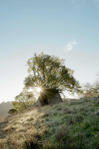 Oak Tree - 35 Black Ornate Wood Framed Art Print with Double Matting by Blaustein, Alan