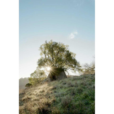 Oak Tree - 35 Black Modern Wood Framed Art Print with Double Matting by Blaustein, Alan