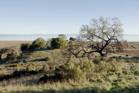 Oak Tree - 38 White Modern Wood Framed Art Print with Double Matting by Blaustein, Alan