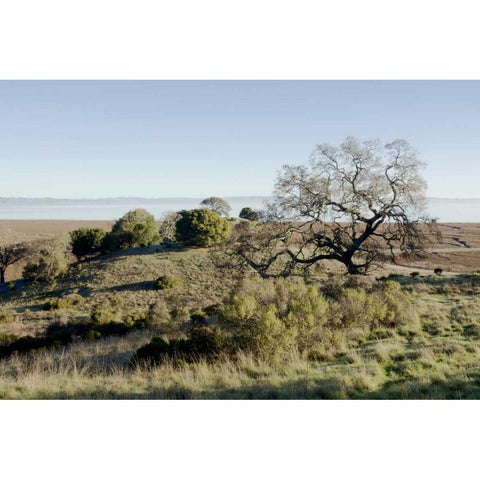 Oak Tree - 38 Black Modern Wood Framed Art Print with Double Matting by Blaustein, Alan