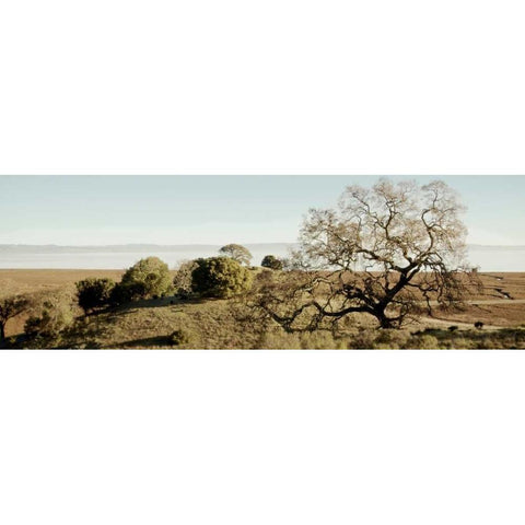 Oak Tree - 37 Gold Ornate Wood Framed Art Print with Double Matting by Blaustein, Alan