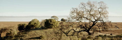 Oak Tree - 37 Black Ornate Wood Framed Art Print with Double Matting by Blaustein, Alan